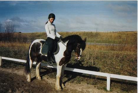 Tinker Frederik (Solgt) - Os lidt dressur.. billede 14