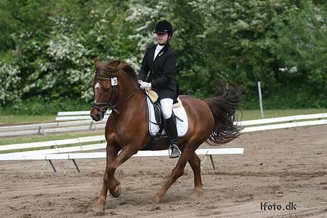 Anden særlig race Agent 007<31994 -2007 / - Galop ! Morsø 2006 LA 1 (JEG HAR FÅET LOV TIL AT BRUGE ALLE BILLEDERNE FRA LFOTO!) billede 1