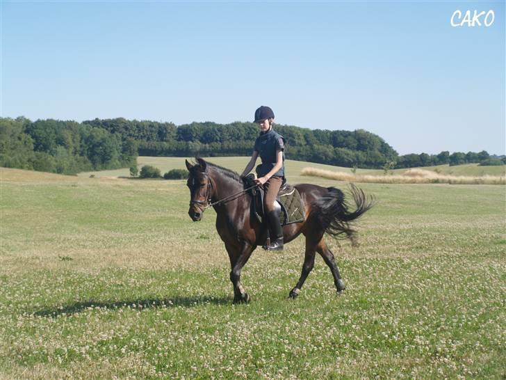 Anden særlig race Dark Beauty - Dark Beauty og Frederikke på tur d. 4. juli 2008. billede 8