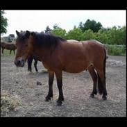 Anden særlig race Rocky 2