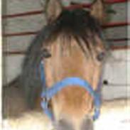 Anden særlig race Rocky 2