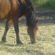 Anden særlig race Rocky 2