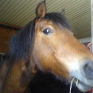 Anden særlig race Rocky 2