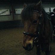 Anden særlig race Rocky 2