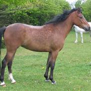 New Forest Majgårdens Cirkeline