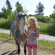 Welsh Cob (sec D) Jackpot<3 (Himmelhest)