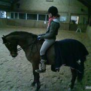 Hollandsk Sportspony Wester Aikemas Emiel <3 