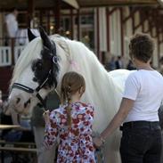 Irish Cob saint Epona of Killarney