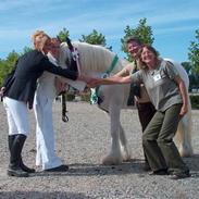 Irish Cob saint Epona of Killarney