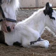 Irish Cob saint Epona of Killarney