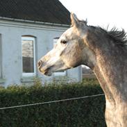 Arabisk fuldblod (OX) Dalicio