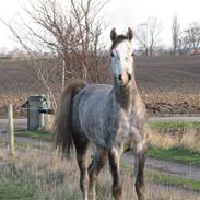 Arabisk fuldblod (OX) Dalicio