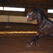 Anden særlig race Bianca * SOLGT *