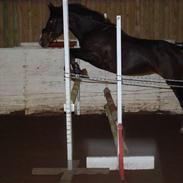 Anden særlig race Bianca * SOLGT *