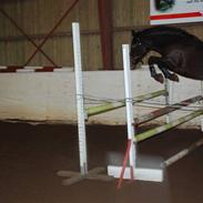 Anden særlig race Bianca * SOLGT *