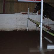 Anden særlig race Bianca * SOLGT *