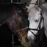 Anden særlig race Bianca * SOLGT *