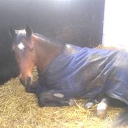 Anden særlig race Dana