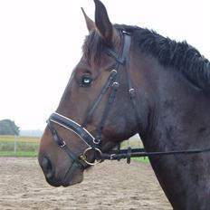 Oldenborg Ib Rehne Cairo #Himmelhest#