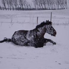 Oldenborg Ib Rehne Cairo #Himmelhest#