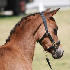 DSP Moonjam´s Midnight Dancer