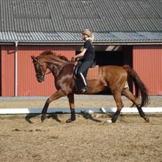 Dansk Varmblod Midtgaards Monty R.I.P