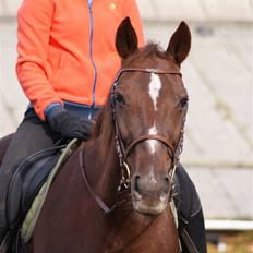 Anden særlig race Gucci 