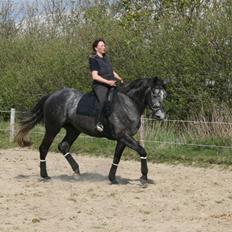 Trakehner Amadeus Stald Falkenberg   - Himmelhest