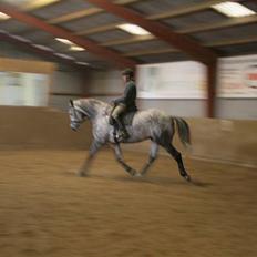 Trakehner Amadeus Stald Falkenberg   - Himmelhest