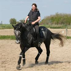 Trakehner Amadeus Stald Falkenberg   - Himmelhest