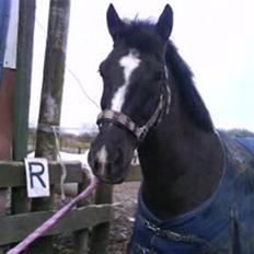 Anden særlig race Walter ( Min pony)