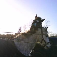 Anden særlig race Walter ( Min pony)