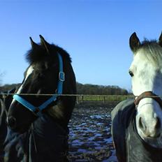 Anden særlig race Walter ( Min pony)