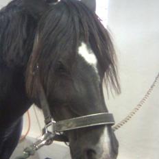 Welsh Pony (sec B) Duchess *Savnet*