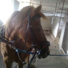 Anden særlig race Futte.†. ~savnet for altid~