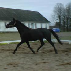 Anden særlig race Venus (solgt)