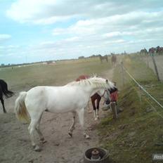 Anden særlig race Sabell <3  (R.I.P)