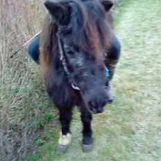 Shetlænder Bella.<3 den dejligste ;i