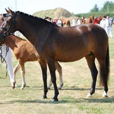 New Forest VOGNMANDGÅRDENS SHANTI  †