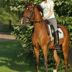 DSP Avalon *Søsters*