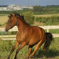 DSP Avalon *Søsters*