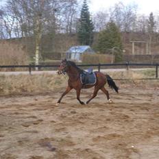 DSP Avalon *Søsters*