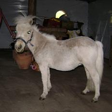 Miniature Mozart SOLGT