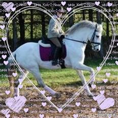 Anden særlig race Koh-I-Noor *R.I.P*