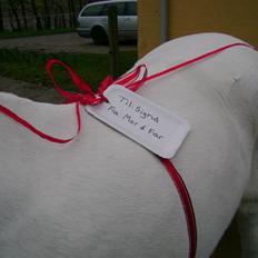 Anden særlig race Koh-I-Noor *R.I.P*