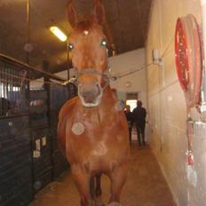 Oldenborg Rubin Star R.i.P :(