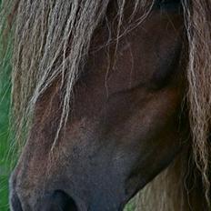 Islænder -Edgar f. Hjallanesi 1(død) 