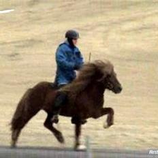 Islænder -Edgar f. Hjallanesi 1(død) 