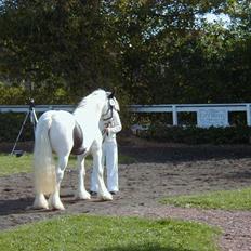 Irish Cob saint Epona of Killarney