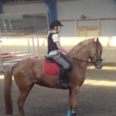 Anden særlig race Mille <33 SOLGT :'(